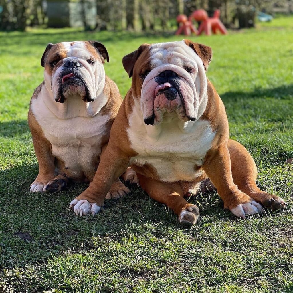 english bulldog puppies for sale