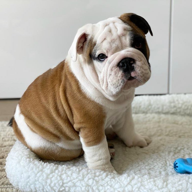 English Bulldog Puppies For Sale