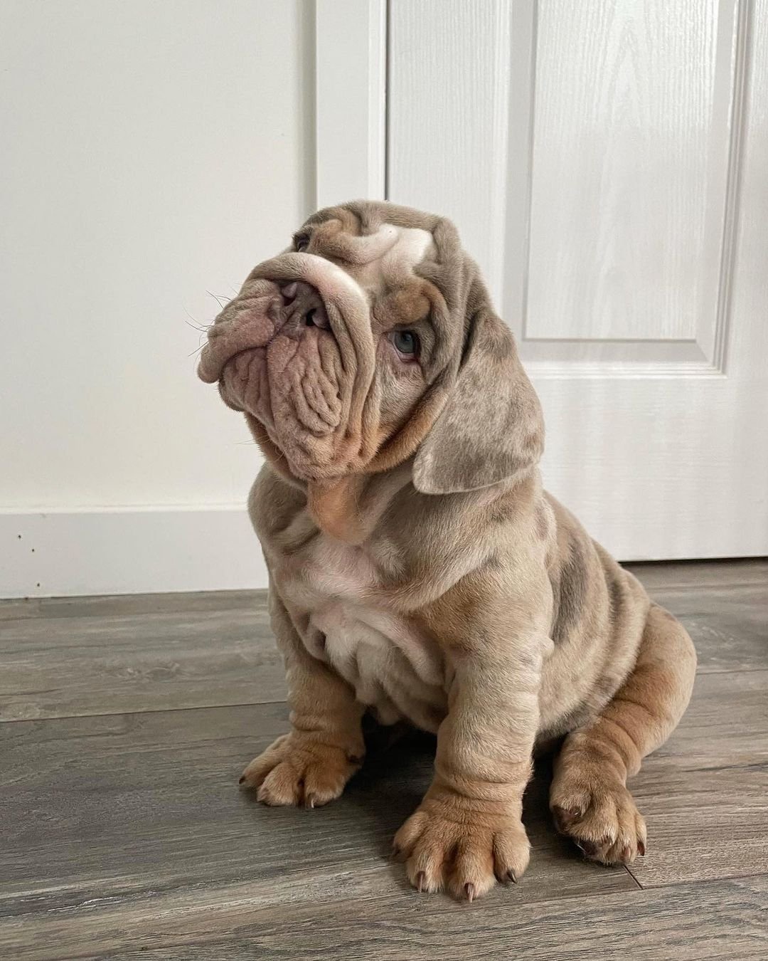 English Bulldog Puppies For Sale