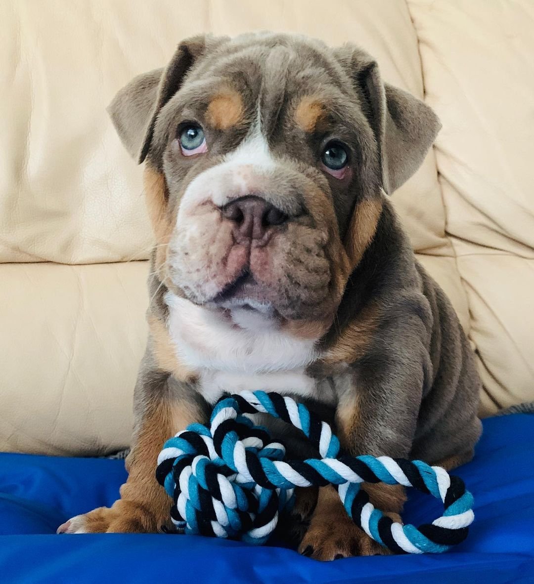 english bulldog puppies for sale