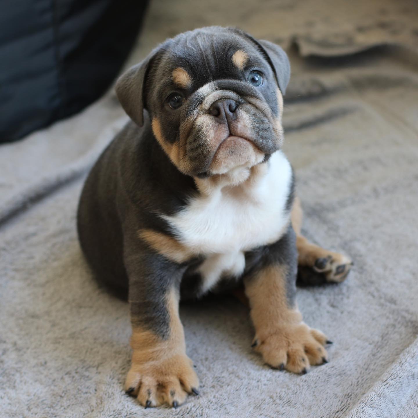 English Bulldog Puppies For Sale