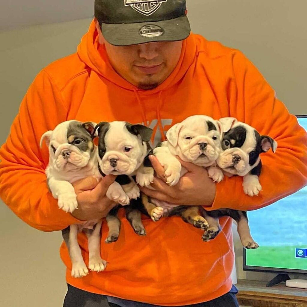 Affordable English Bulldogs for Sale