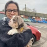 english bulldog puppies for sale $800 near me