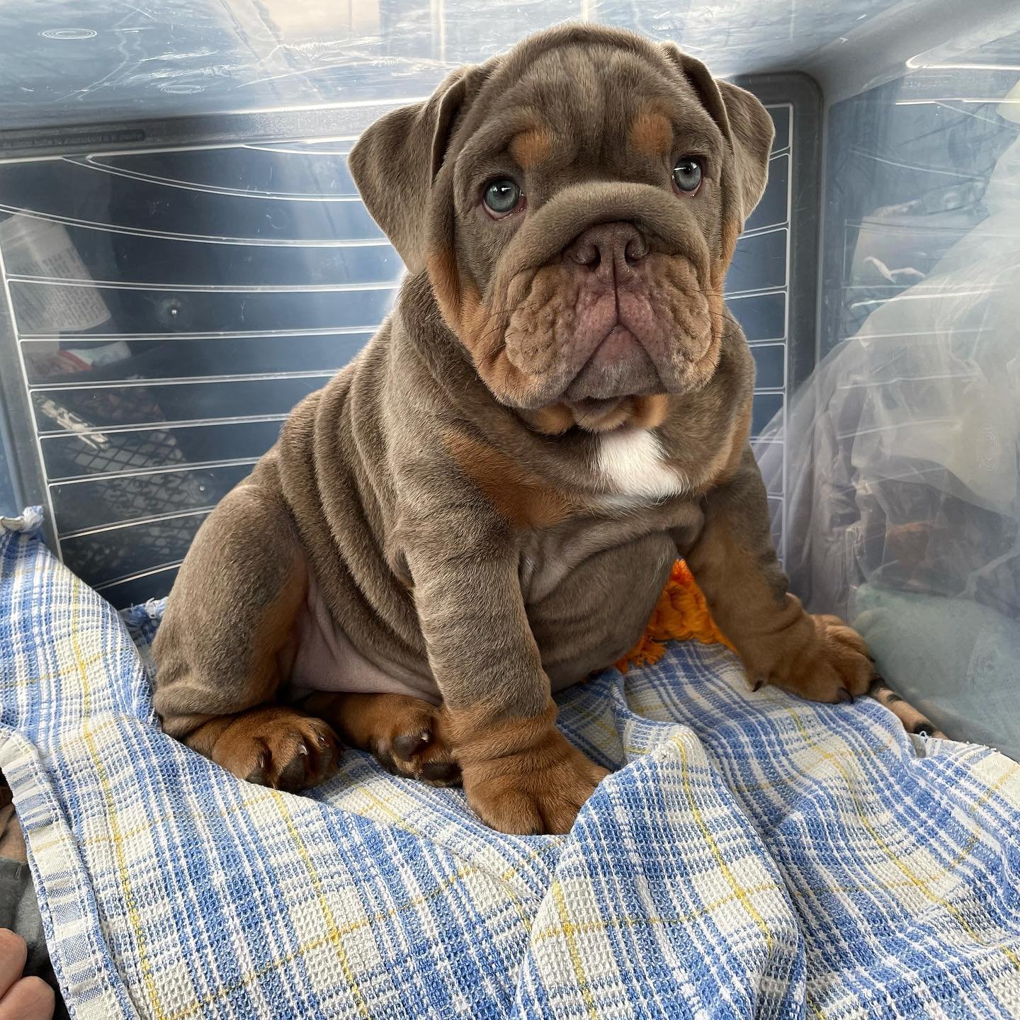 English Bulldog puppy for sale