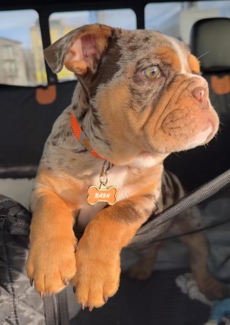 English Bulldog Puppies For Sale