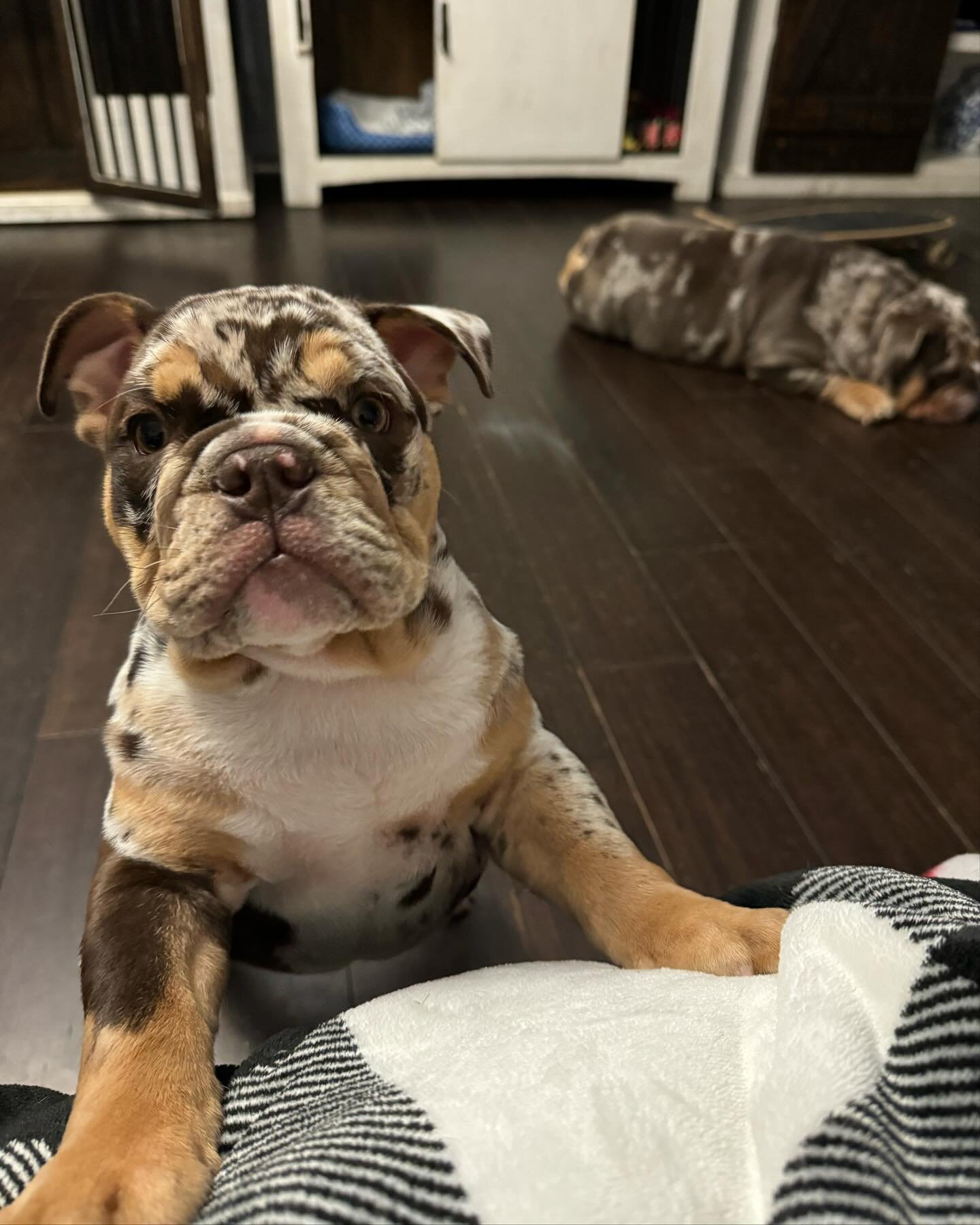 English Bulldog Puppies For Sale