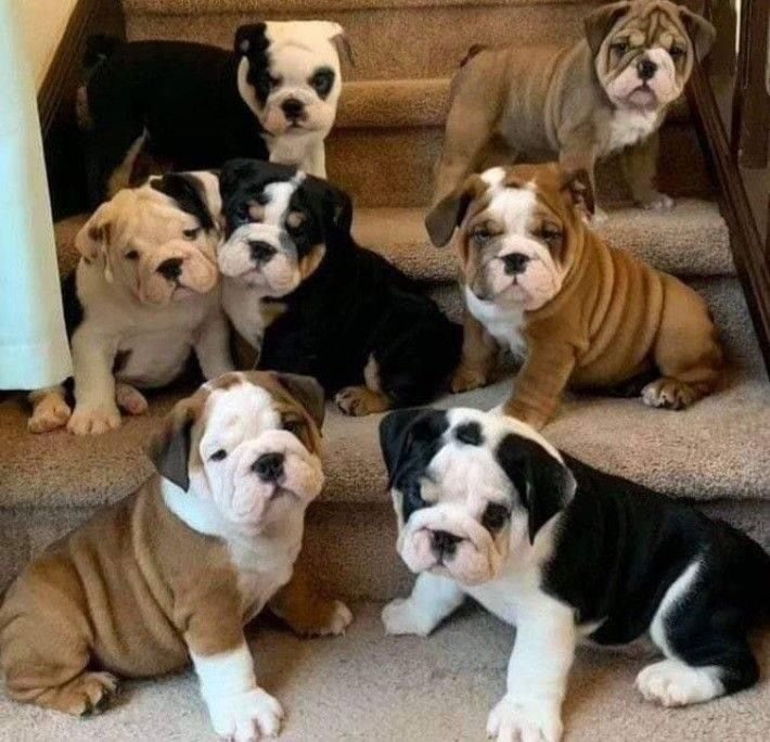 english bulldog puppies for sale $800 near me