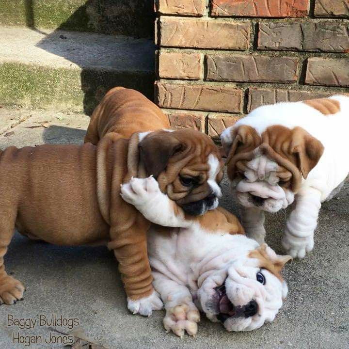 Affordable English Bulldogs for Sale