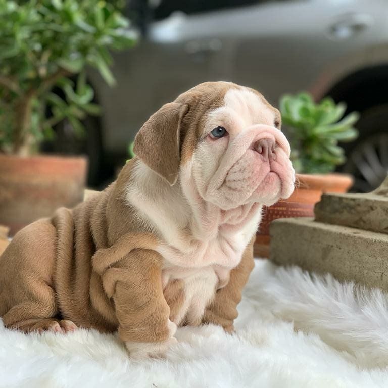 English Bulldog Puppies For Sale