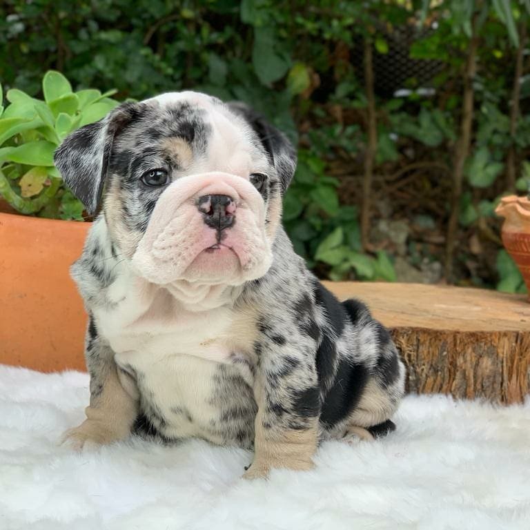 English Bulldog Puppies For Sale