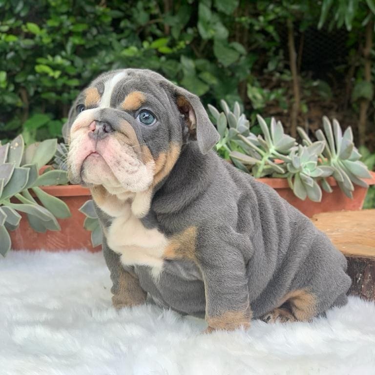 English Bulldog Puppies For Sale