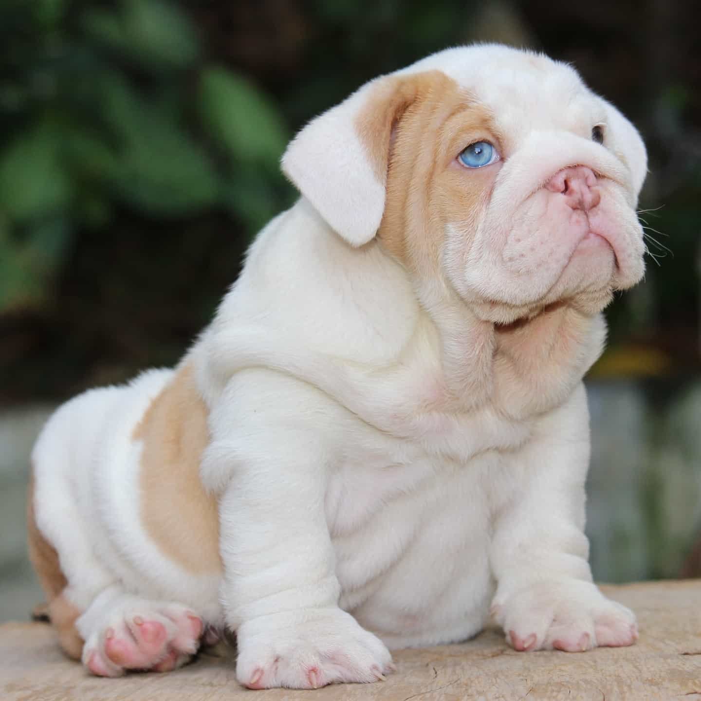 English Bulldog Puppies For Sale